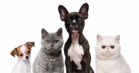 Zasady realizacji transportu zwierząt w Europie