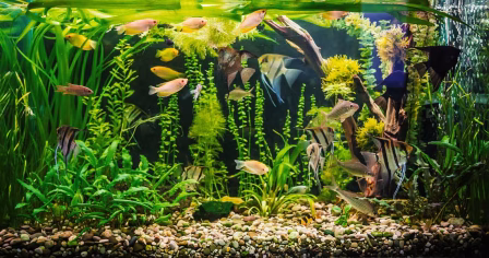 Jak zorganizować transport akwarium?