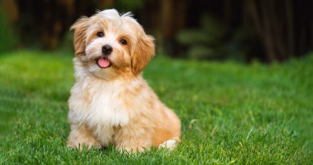 Ile kosztuje transport zwierząt?