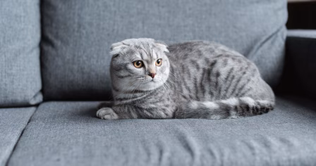 Jak przewieźć kota?