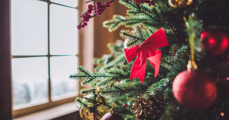 Jak zorganizować transport choinki?