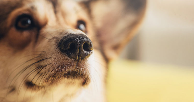 Jak przewieźć psa do Anglii?