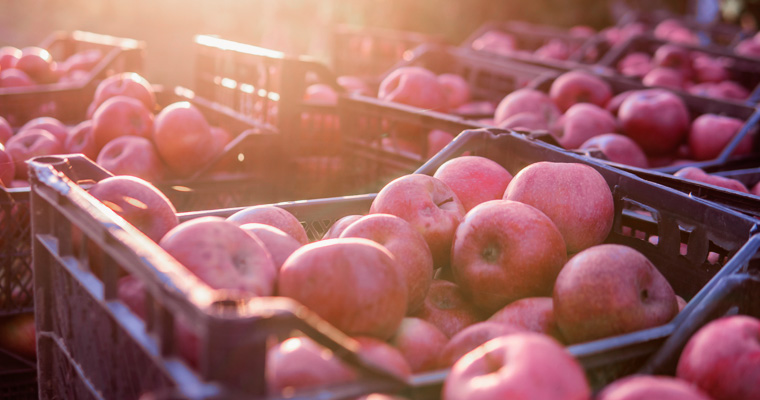 Co musisz wiedzieć o transporcie żywności?